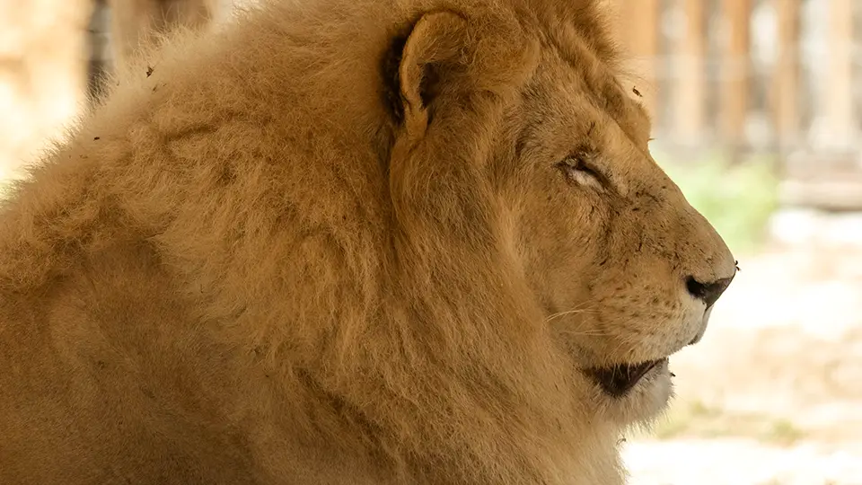 Lew afrykański z ZOO w Elche