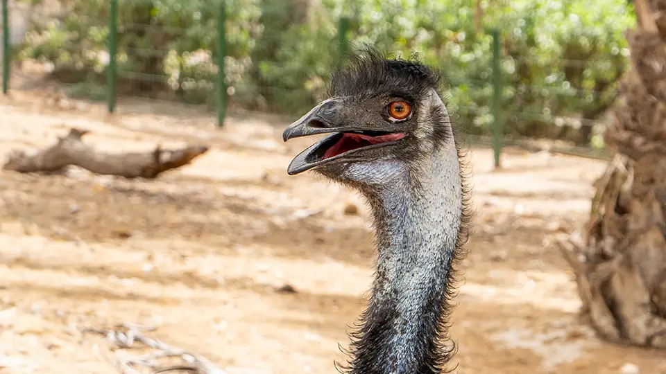 Emu struś z Rio Safari Elche