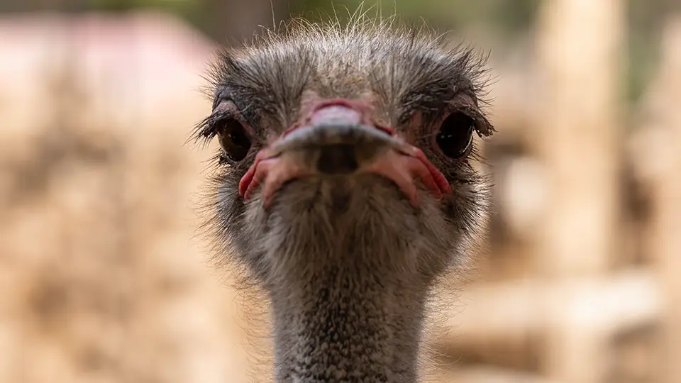 Struś z ZOO w Elche