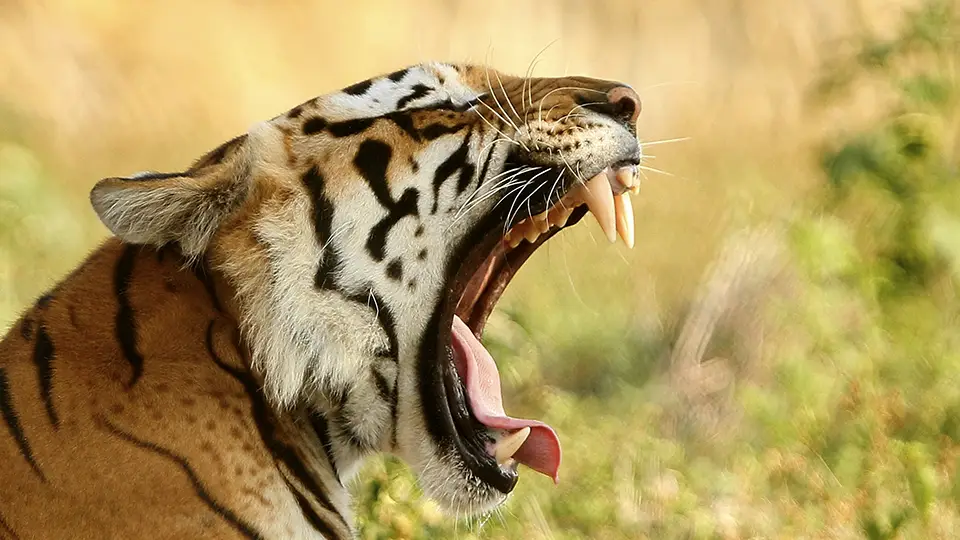 Tygrys bengalski z ogrodu zoologicznego Rio Safari
