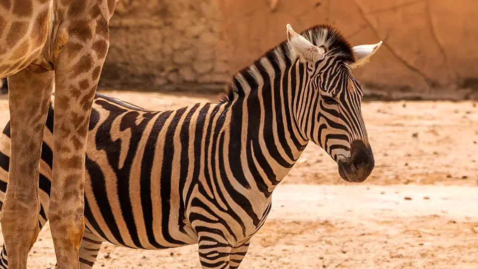 Rio Safari Elche zebra na wybiegu z żyrafami
