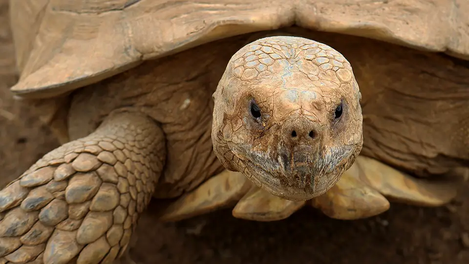Żółw afrykański z ogrodu zoologicznego w Elche