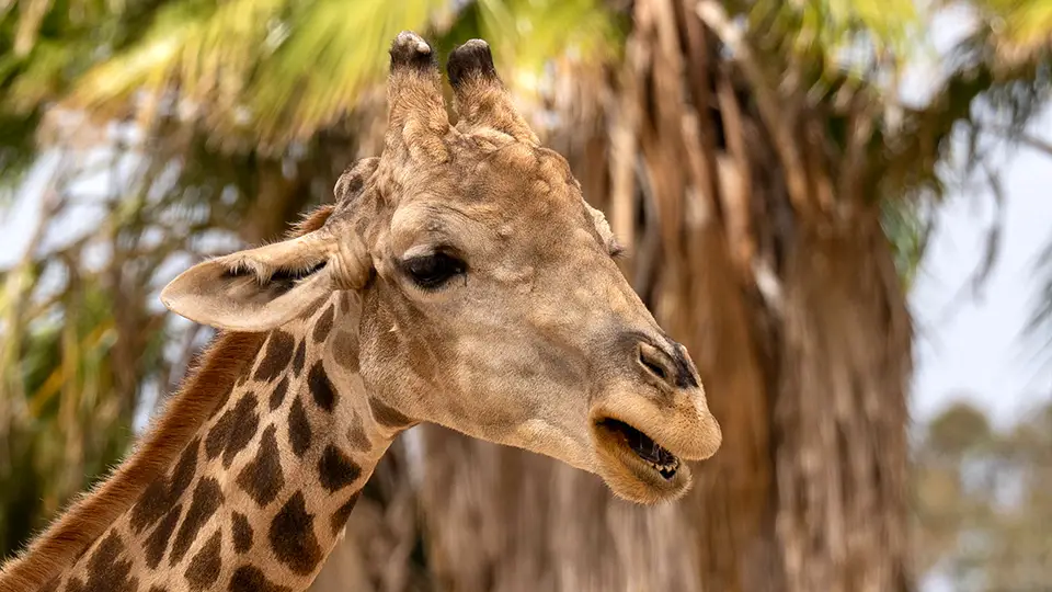 Żyrafa z ogrodu zoologicznego w Elche