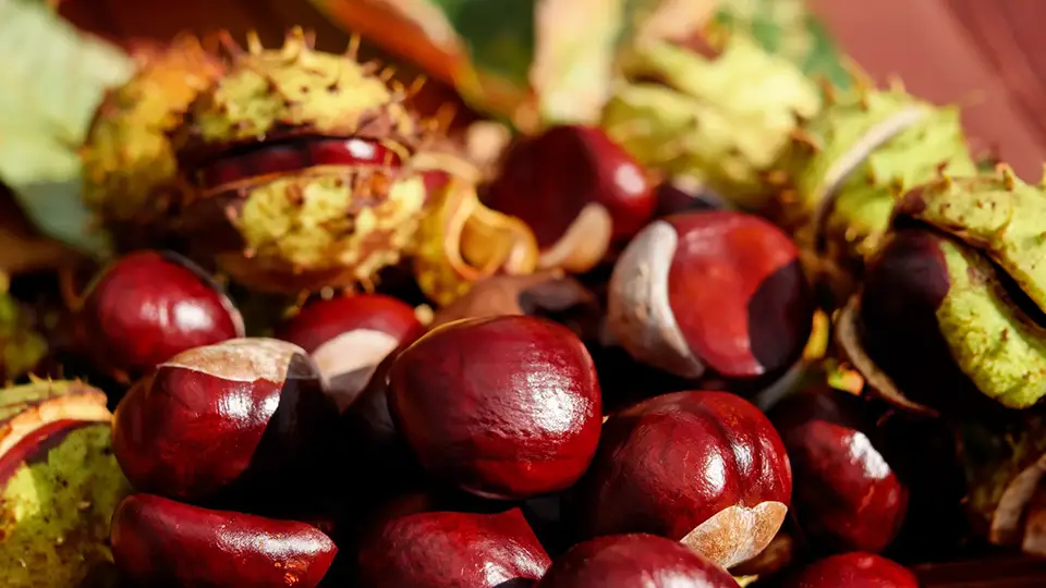 Kasztany z parku i jesiennyt klimat 