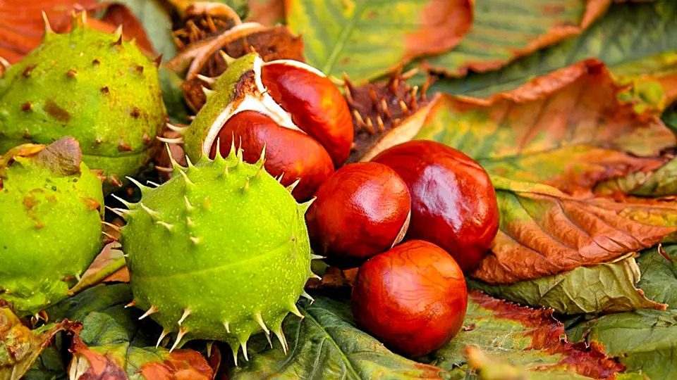 Kasztany i jesienne liście