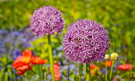 Zanurz się w urokach ogrodowej symfonii – sekrety uprawy niezwykłych czosnków ozdobnych