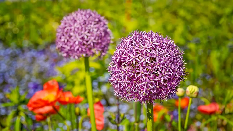 Zanurz się w urokach ogrodowej symfonii – sekrety uprawy niezwykłych czosnków ozdobnych