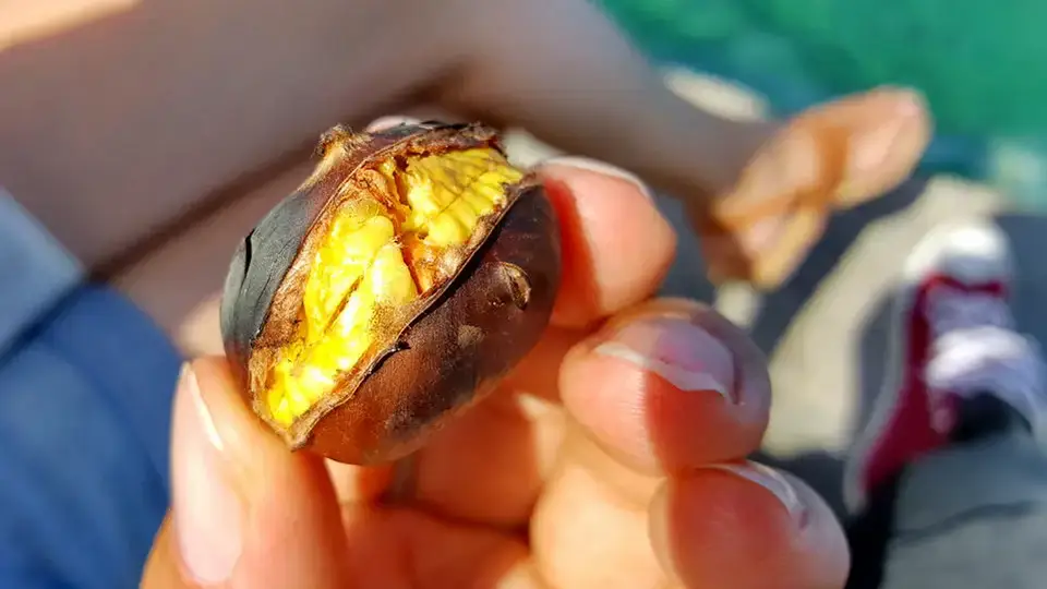 Pieczone kasztany w dłoni na greckiej wyspie 