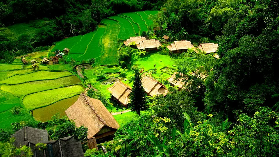 Bali widok na wieś i pola uprawne w dżungli