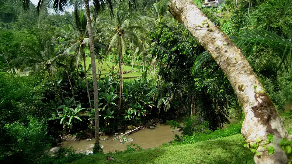 Rzeka i dżungla na wyspie Bali