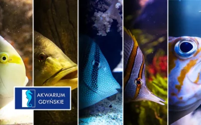 Akwarium w Gdyni oceanarium i ogród zoologiczny MIR