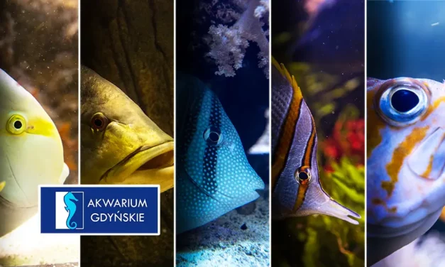 Akwarium w Gdyni oceanarium i ogród zoologiczny MIR