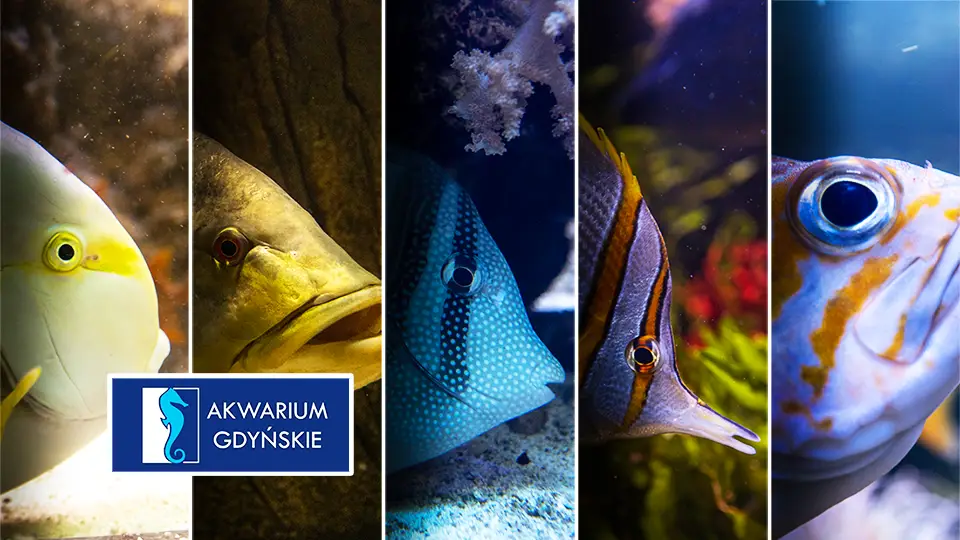 Akwarium w Gdyni oceanarium i ogród zoologiczny MIR