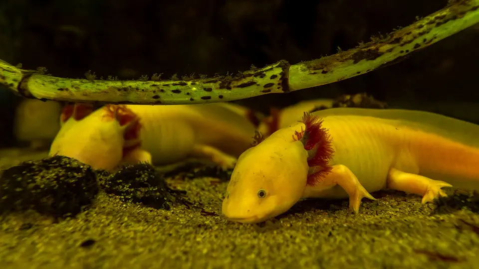 Akwarium Gdyńskie MIR, Ambystoma meksykańska
