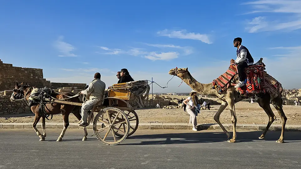 Wycieczka do Egiptu. Przejażdżka na wielbłądzie po Gizie