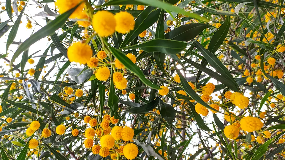 Rośliny i kwiaty na Cyprze.