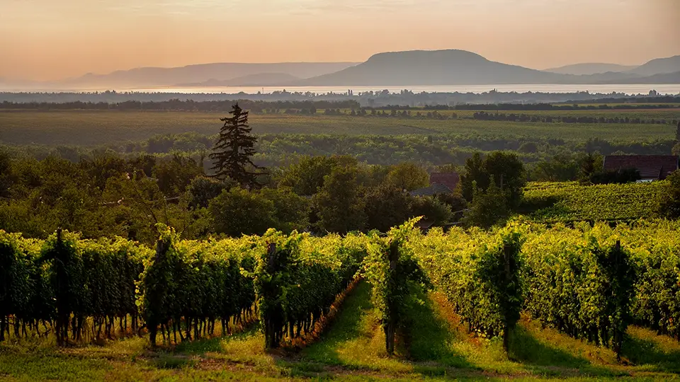 Węgry Balaton - Winnica.