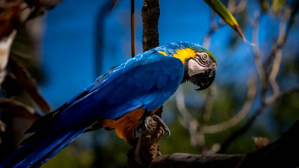 ZOO w Benidorm, Terra Natura.