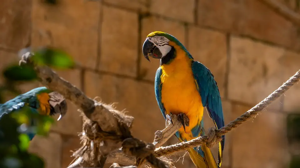 ZOO w Benidorm, Terra Natura.