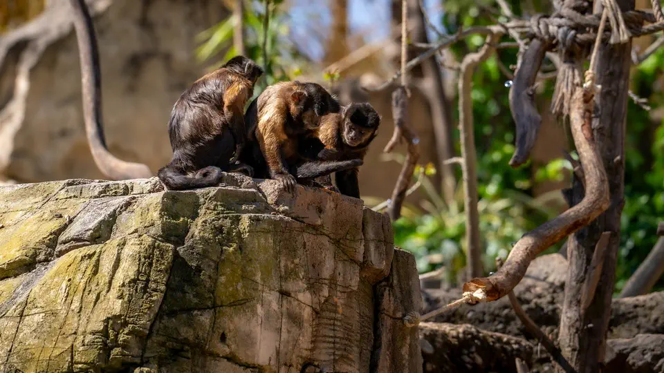 ZOO w Benidorm, Terra Natura.