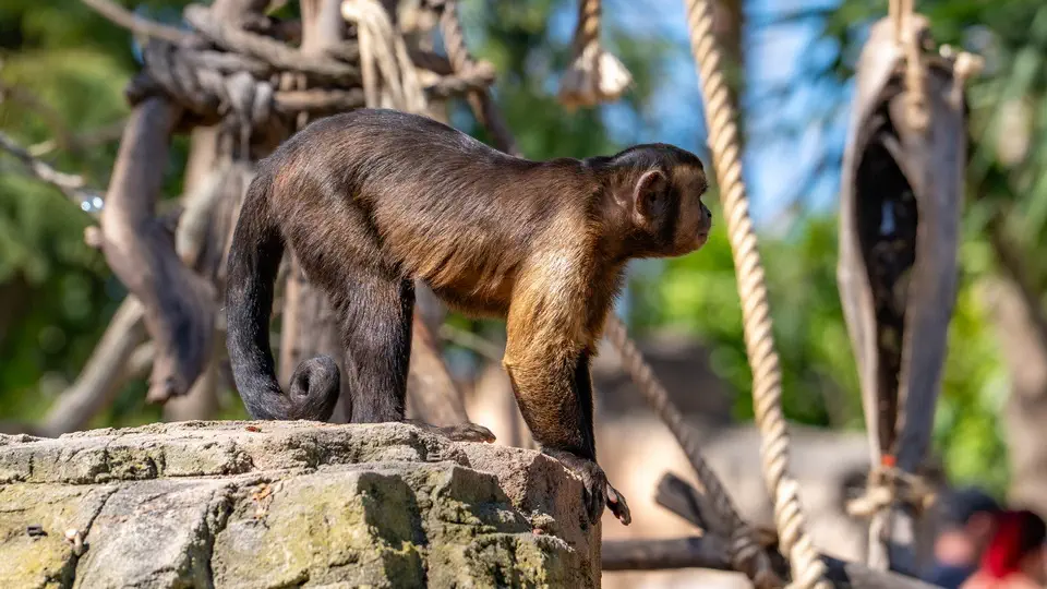 ZOO w Benidorm, Terra Natura.