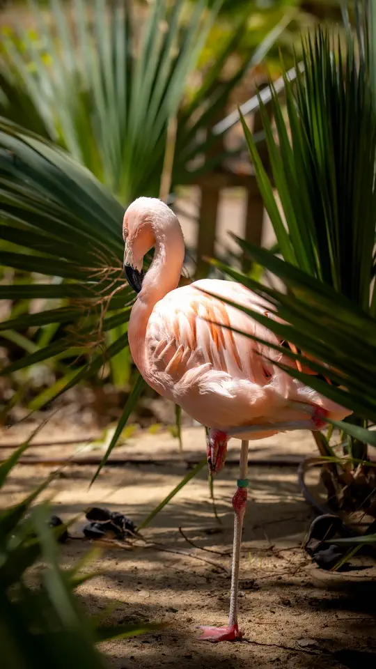 ZOO w Benidorm, Terra Natura.