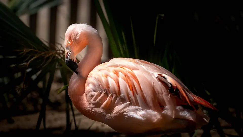 ZOO w Benidorm, Terra Natura.