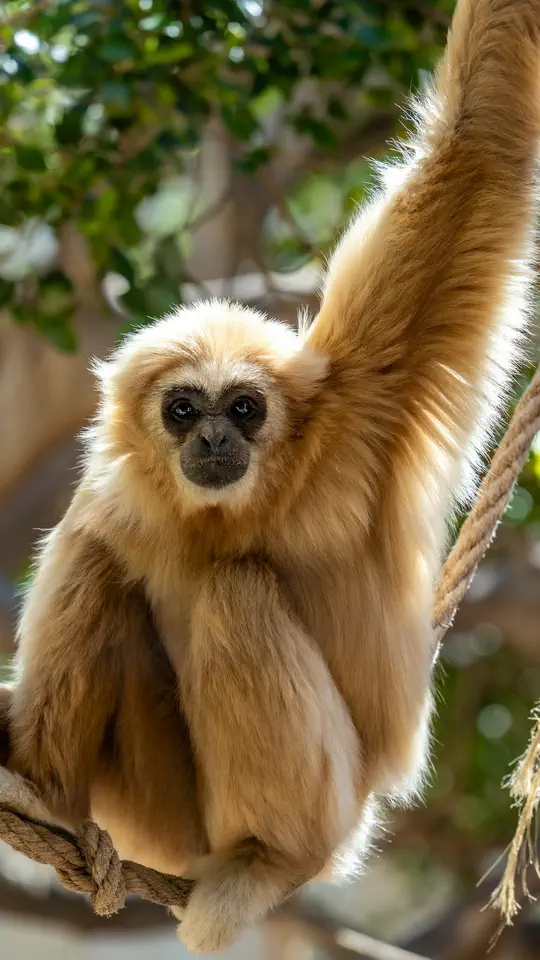 ZOO w Benidorm, Terra Natura.
