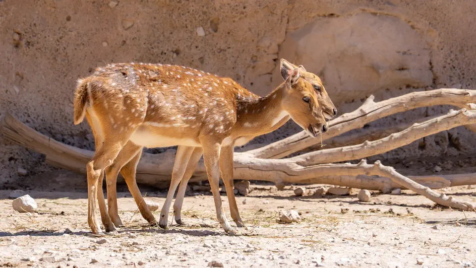 ZOO w Benidorm, Terra Natura.