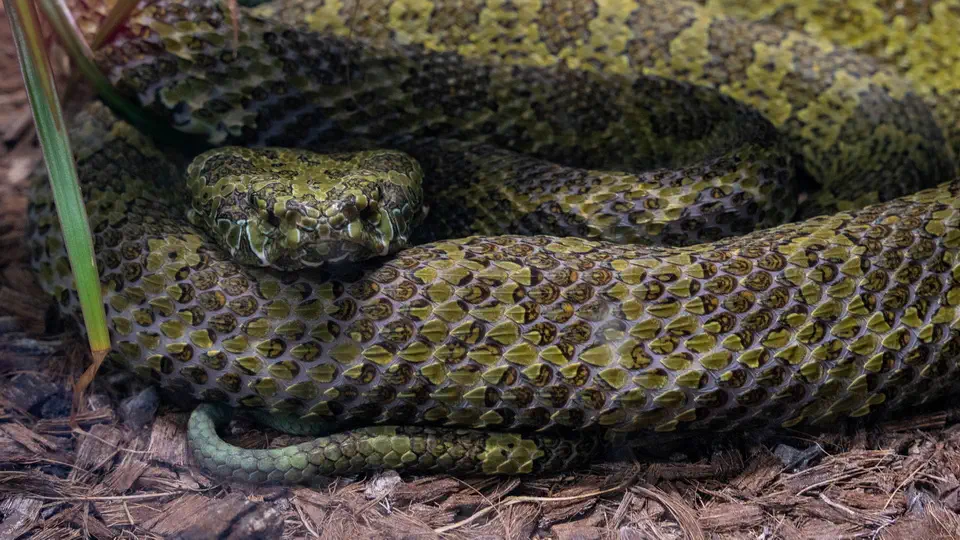 ZOO w Benidorm - Jadowity wąż.