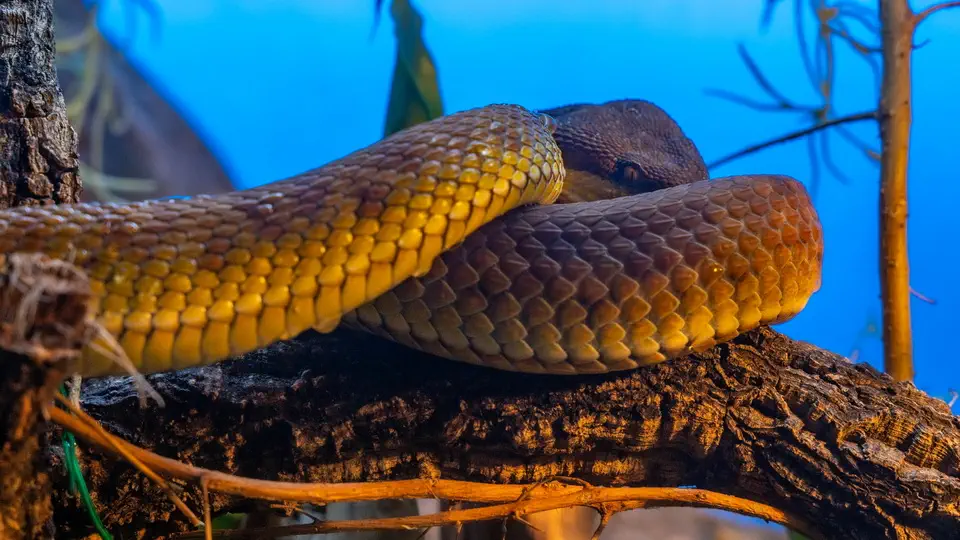 ZOO w Benidorm, Terra Natura.
