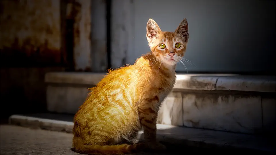 Medyna w Tunisie.